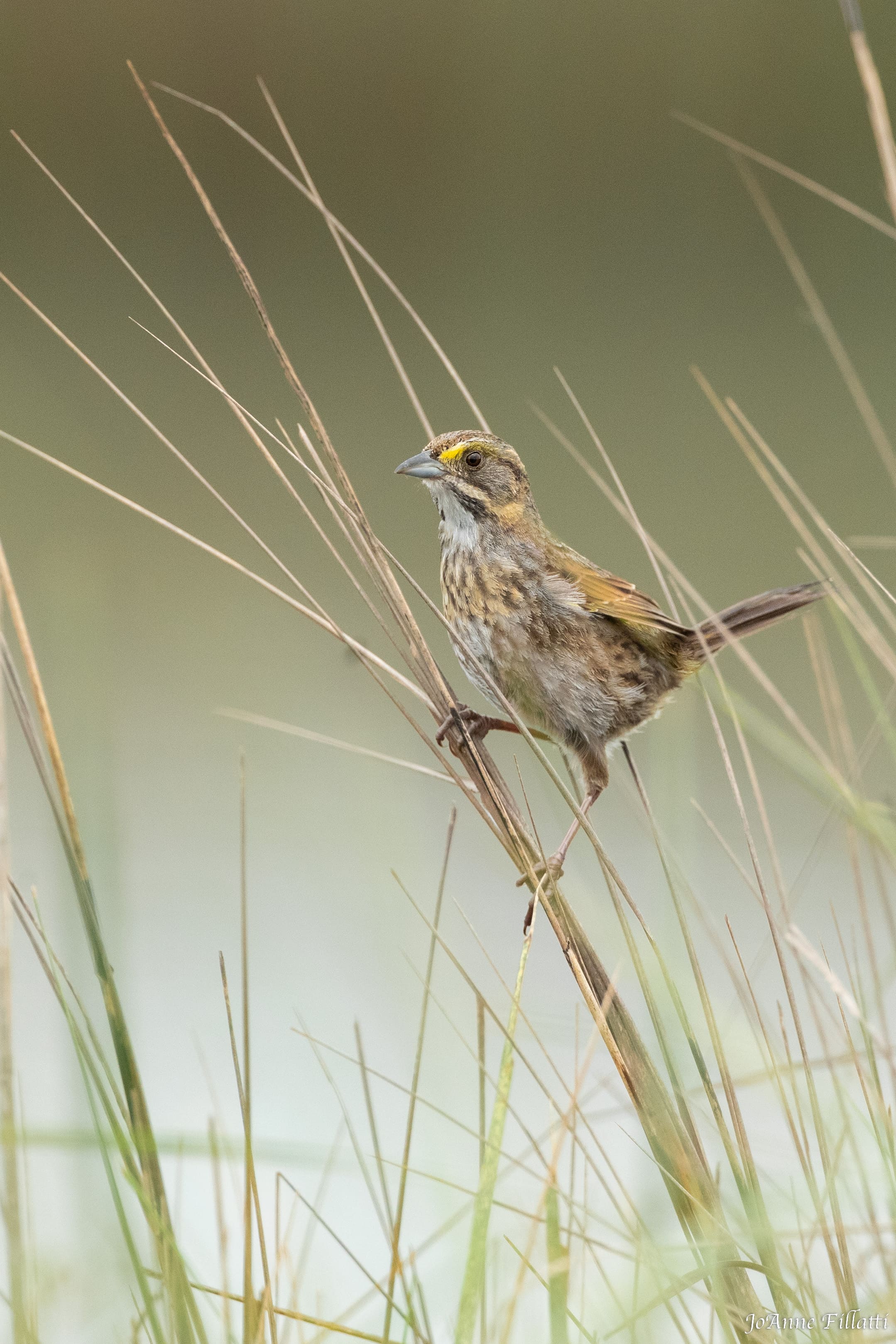 bird of Galveston Island image 19